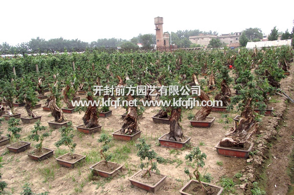 菊花造型基地實(shí)景